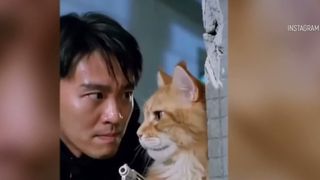 VIDEO Telenovelele generate de AI cu animale de companie cuceresc lumea