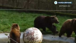 VIDEO Patru ursuleți bruni din Marea Britanie au ieșit din hibernare după 3 luni. Puii au cucerit internetul 