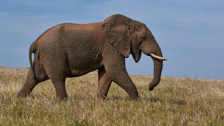 Mama a patru copii a &icirc;ncercat să-și facă o poză cu un elefant pe care &icirc;l credea mort, iar asta i-a adus sf&acirc;rșitul. Animalul s-a năpustit asupra ei