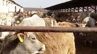 VIDEO Rasa de boi Sura de Stepă, pe cale de dispariție