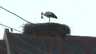 VIDEO Berzele s-au &icirc;ntors mai devreme &icirc;n comuna Cristian, județul Sibiu. Ce semnifică asta 