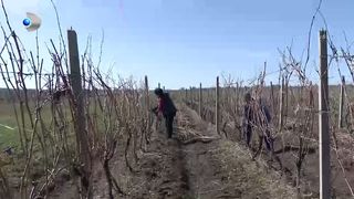 VIDEO Au &icirc;nceput lucrările de primăvară &icirc;n vii