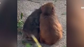 VIDEO Puiul de maimuță Punch și-a făcut o prietenă