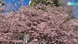Spectacolul cireșilor &icirc;nfloriți din Tokyo