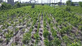 Nu mai sunt bani de panseluțe &icirc;n București