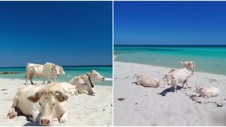 VIDEO &bdquo;Plaja vacilor&rdquo;, atracție turistică &icirc;n Italia