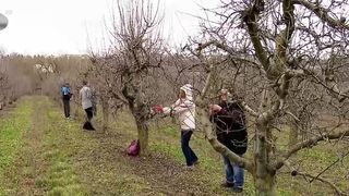 VIDEO &bdquo;Practica este foarte importantă&rdquo;. &Icirc;nvață cum să &icirc;ntrețină pomii și via