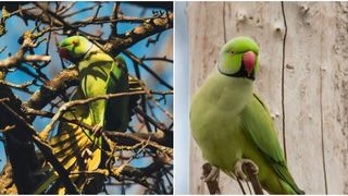 VIDEO Un papagal exotic, vedeta parcului din Buzău