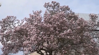 VIDEO Prima magnolie a &icirc;nflorit &icirc;n această primăvară &icirc;n Maramureș: &rdquo;E perfectă!&rdquo; 