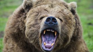 Bărbat atacat de urs &icirc;n Mureș! &Icirc;n ce stare se află