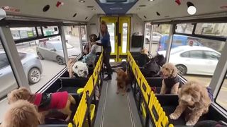 VIDEO Autobuzul cățeilor face senzație &icirc;n Marea Britanie