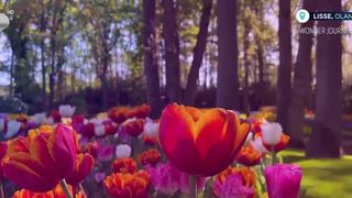 VIDEO Festivlul lalelor &icirc;n Olanda, magnet pentru milioane de turiști
