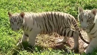 VIDEO Tragedie la Grădina Zoologică din Craiova. Puiul alb de tigru a murit după ce ar fi fost otrăvit