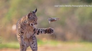 VIDEO &bdquo;Rozător &icirc;n zbor&rdquo;, fotografia perfectă din 2026