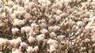 VIDEO &bdquo;Au un miros superb&rdquo;. Spectacolul magnoliilor &icirc;n Oradea