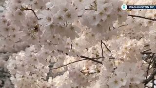 VIDEO Sezonul florilor de cireș la Washington
