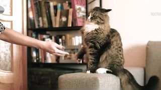 VIDEO Italia urmează să ofere concediu plătit pentru &icirc;ngrijirea animalelor de companie