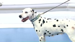VIDEO &bdquo;Asta trebuie să știe un proaspăt proprietar&rdquo;. Dalmațienii, c&acirc;ini plini de energie