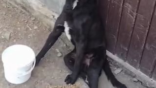 VIDEO C&acirc;ine bătut cu bestialitate de stăp&acirc;nul și copiii săi. Animalul a rămas paralizat, după ce a fost legat cu lanțul și lovit cu biciul: &rdquo;Are leziuni grave pe măduva spinării&rdquo;