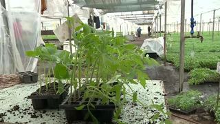 VIDEO Răsadurile de Buzău, tot mai căutate