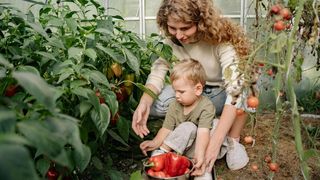(P) Cum să folosești &icirc;ngrășămintele foliare pentru o recoltă mai bogată &icirc;n grădina de legume