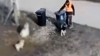 Un angajat de la salubritate, filmat &icirc;n timp ce lovea cu pietre c&acirc;inii de pe stradă. Poliția a intervenit 