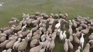 VIDEO &bdquo;Se descurcă foarte greu cu bănuții&rdquo;. Criza de ciobani ne lasă fără miei