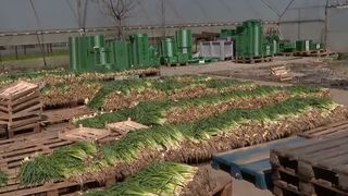 VIDEO Criza carburanților pune &icirc;n pericol agricultura rom&acirc;nească. Motorina scumpă duce fermierii la sapă de lemn