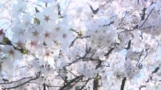 VIDEO Vara timpurie aduce soare și aglomerație &icirc;n parcurile din București