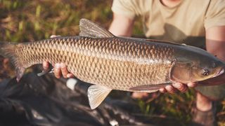 (P) Metode eficiente pentru a atrage rapid peștii