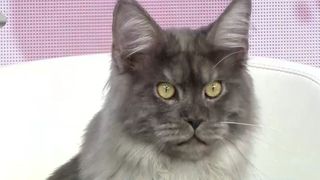 Maine Coon, o rasă de pisici impunătoare