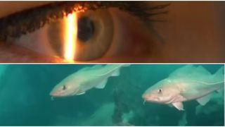 VIDEO Virus marin: consumul de pește poate provoca orbire