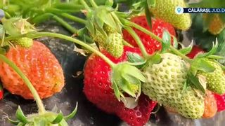 VIDEO &bdquo;Păm&acirc;ntul ne ajută foarte mult&rdquo;. Cursa primelor căpșune: oltenii au c&acirc;știgat