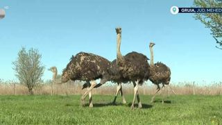 VIDEO Au lăsat orașul pentru viața la țară. Doi soți au construit o fermă de struți &icirc;n Mehedinți