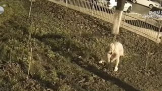 VIDEO Florile din București, ținta hoților