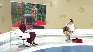 VIDEO &bdquo;Este un cățel foarte iubit&rdquo;. Yorkshire Terrier, un prieten de nădejde