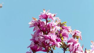 VIDEO Magnoliile, fascinația din București