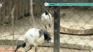 VIDEO Ibisul sacru african, noua atracție de la Grădina Zoologică București