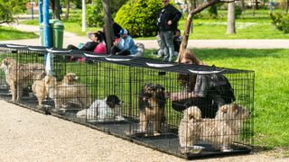 T&acirc;rgul de adopții &bdquo;Prietenie fără spectacol&rdquo;. Cum o plimbare obișnuită &icirc;n parc devine o poveste de viață