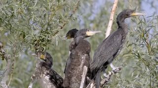 VIDEO Cormoranii lasă bălțile din sudul țării fără pește