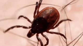 VIDEO Sezonul căpușelor a &icirc;nceput. Zeci de pacienți ajung zilnic la spital cu mușcături