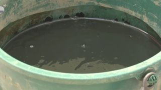 VIDEO &bdquo;Aurul negru&rdquo; atrage mii de oameni la Techirghiol