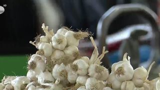 VIDEO Fără ajutoare de la stat, usturoiul rom&acirc;nesc dispare