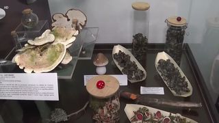 VIDEO Expoziție cu peste 100 de specii de ciuperci la Muzeul de Istorie Naturală din Sibiu