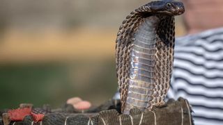 Un turist a murit &icirc;ntr-un resort de lux din Egipt, după ce a fost mușcat de un șarpe