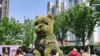 VIDEO Cățelul din plante, vedeta Expoziției Internaționale de Flori de la Shanghai