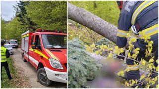 Bărbat strivit de copac &icirc;ntr-o pădure din Neamț. Omul de 45 de ani nu a supraviețuit