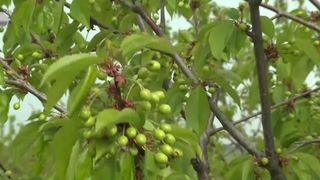 VIDEO &bdquo;Pomii au fost afectați de ger&rdquo;. &Icirc;n așteptarea fructelor rom&acirc;nești