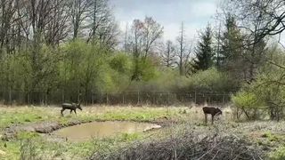 VIDEO Reintroducerea elanului &icirc;n pădurile din Rom&acirc;nia, după 200 de ani