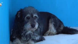 VIDEO Trucuri de bine: cum c&acirc;știgați &icirc;ncrederea animalelor adoptate